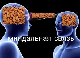 Алиба13