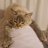 котя-коток
